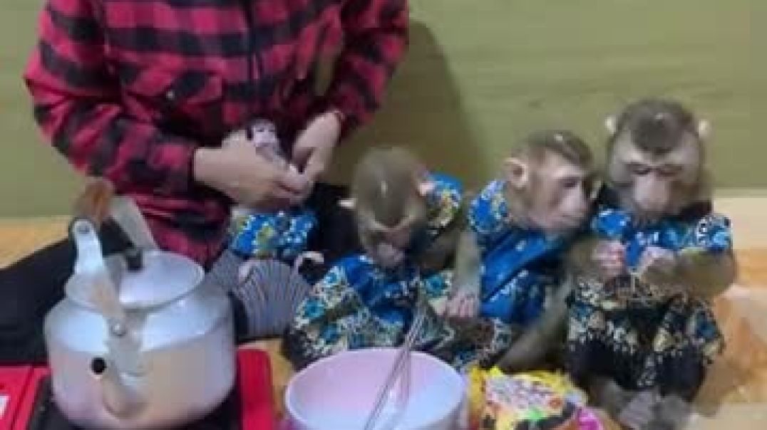 All adorable baby monkey hungry they to ask mom and mom cooking and sharing to all baby eat